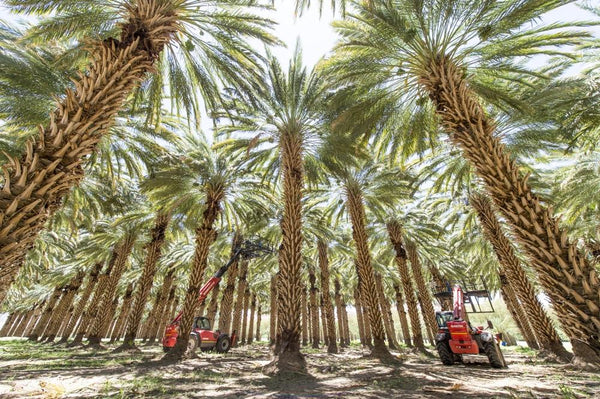 Medjool Dates (1kg Supreme Jumbo-Large)