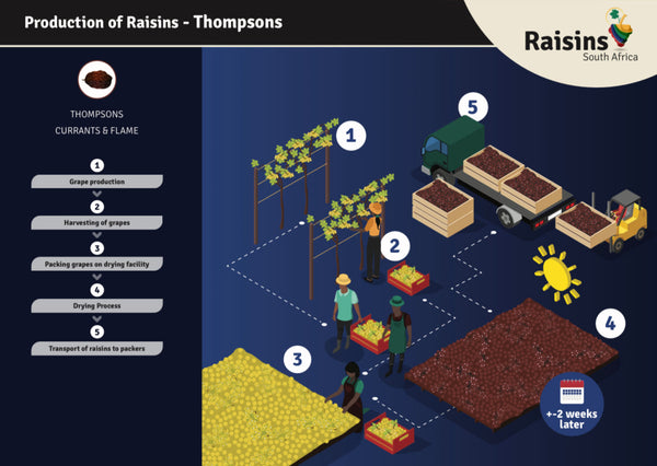 Seedless Raisins - Thompson Jumbo (12.5kg)
