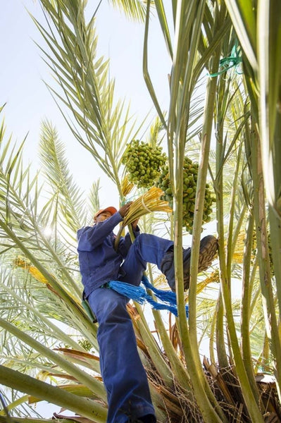 Medjool Dates (1kg Supreme Jumbo-Large)