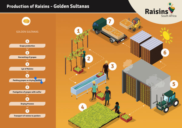 Seedless Raisins - Golden Sultana Medium (500g)